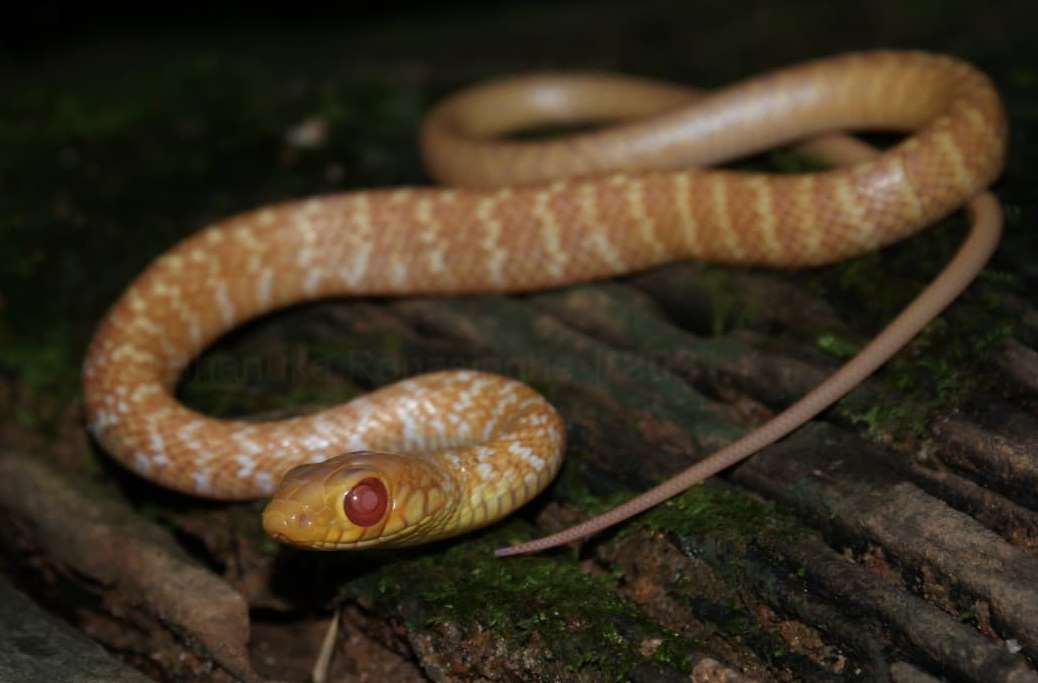 Sri Lankan Snake Species